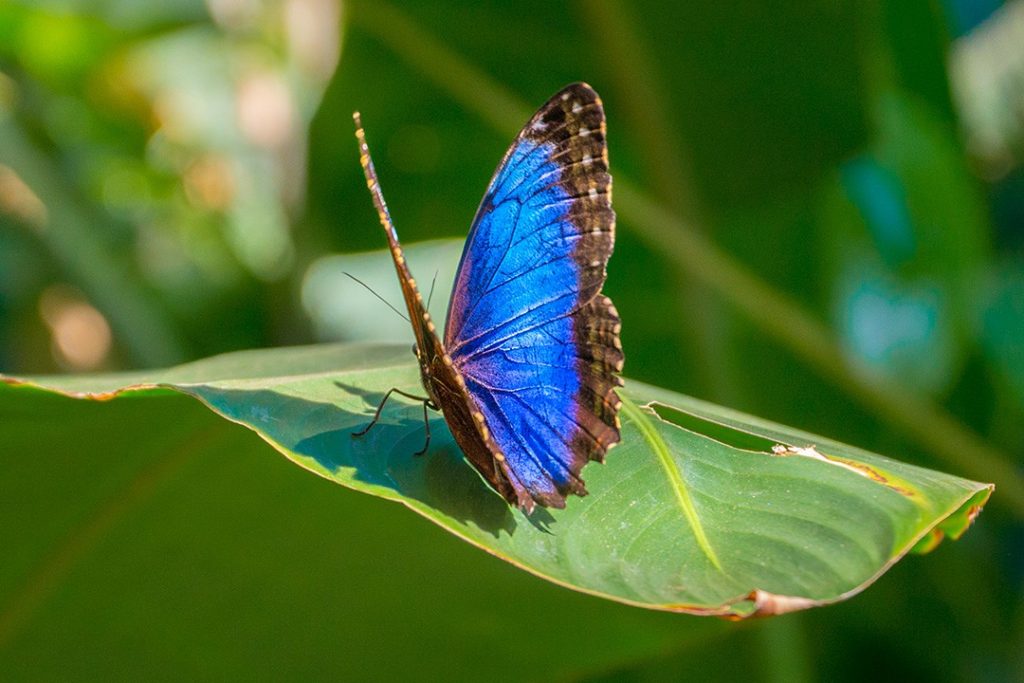 interesting facts about costa rica butterfly