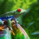 interesting facts about costa rica biodiversity frog