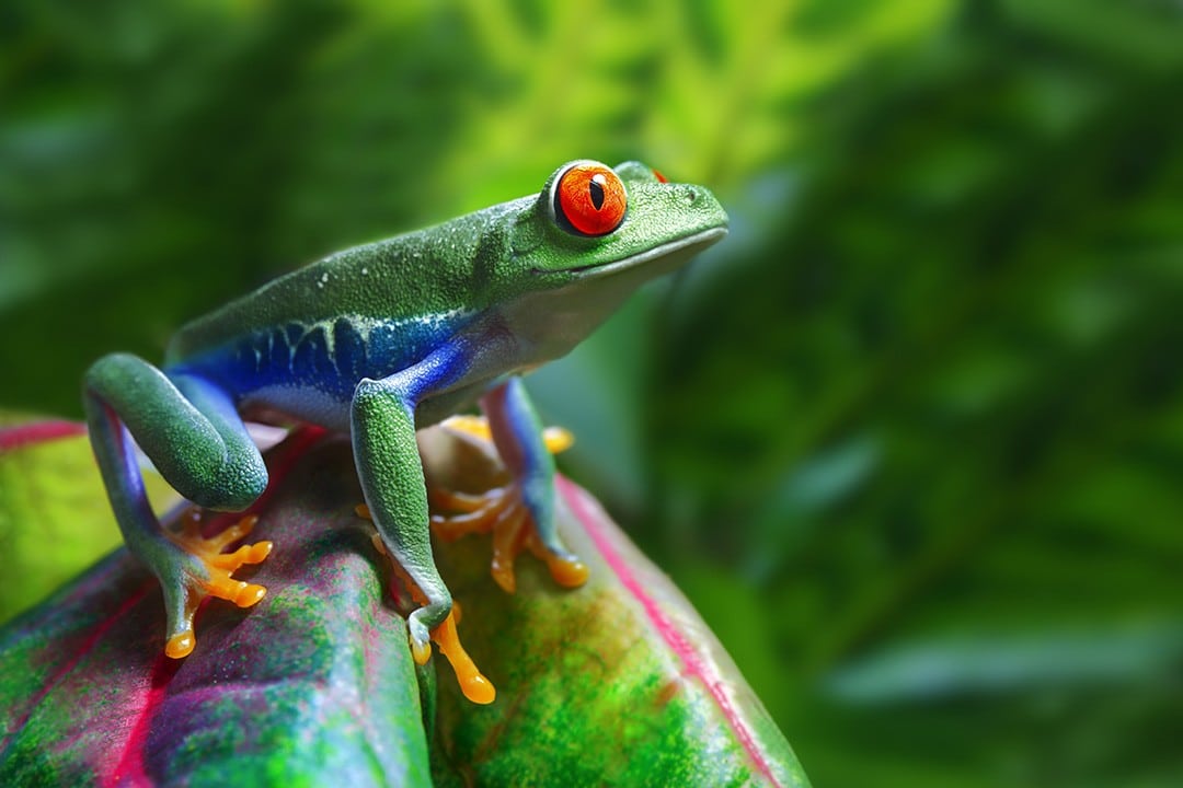 interesting facts about costa rica biodiversity frog