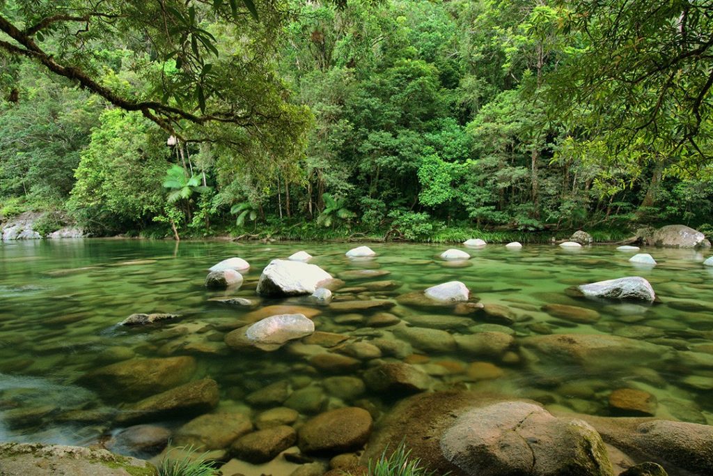 La foresta pluviale di Daintree in Australia