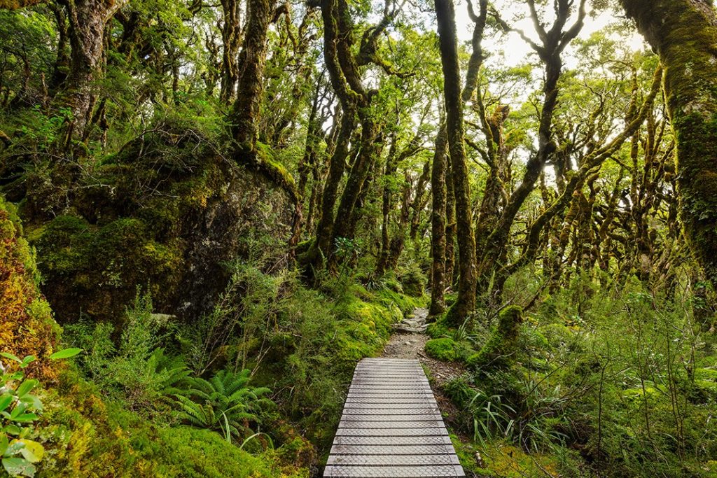 The Westland Temperate Rainforests in New Zealand