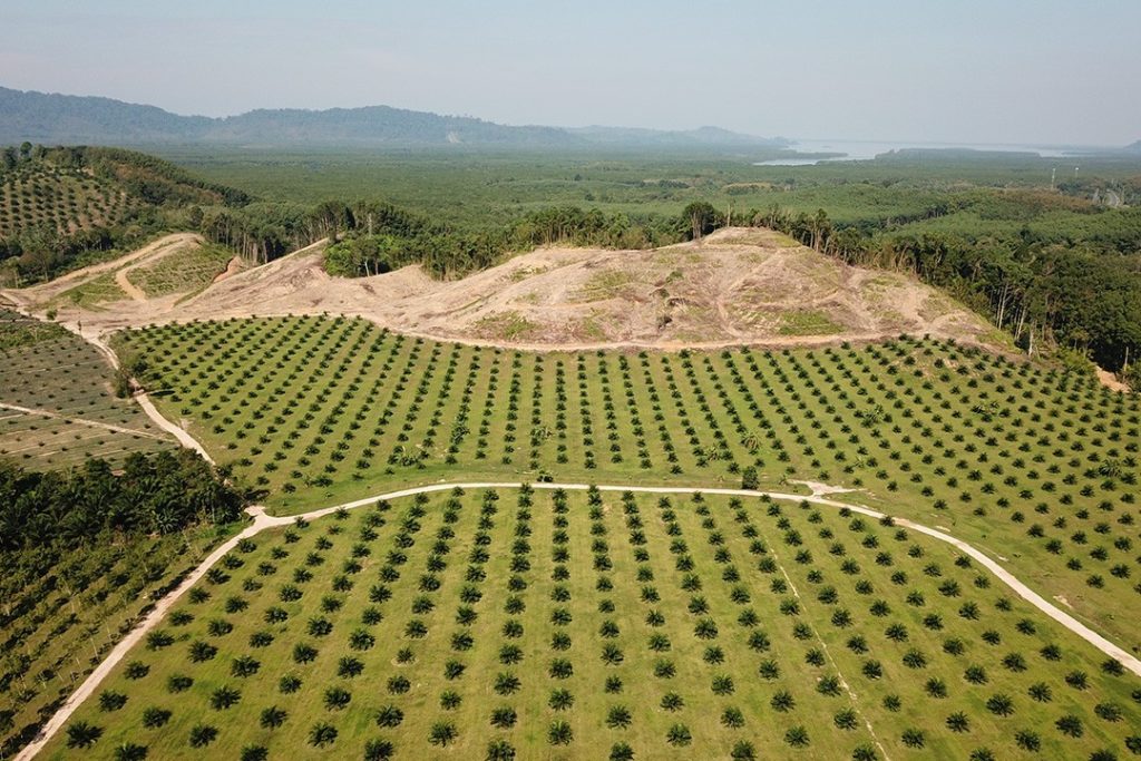  los bosques tropicales más grandes del mundo deforestación