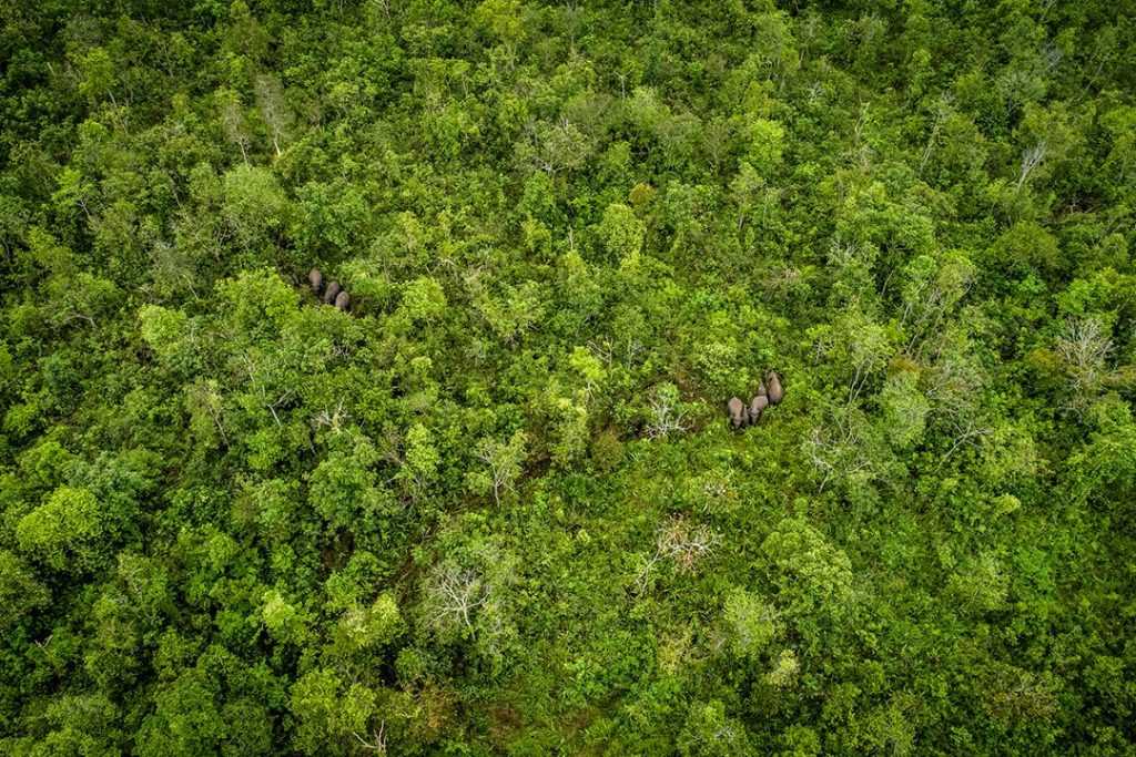 größte Regenwälder der Welt Sumatra