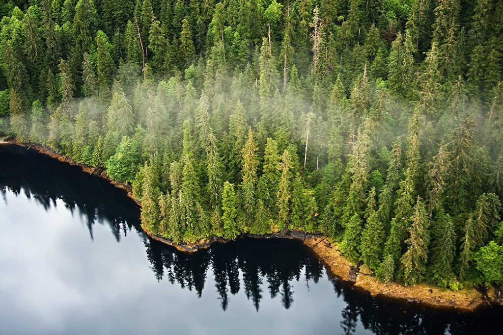 tempererede regnskove spredes længere nord og syd