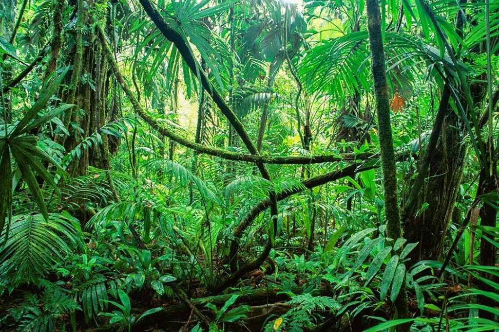 12 largest rainforests in the world Atlas & Boots