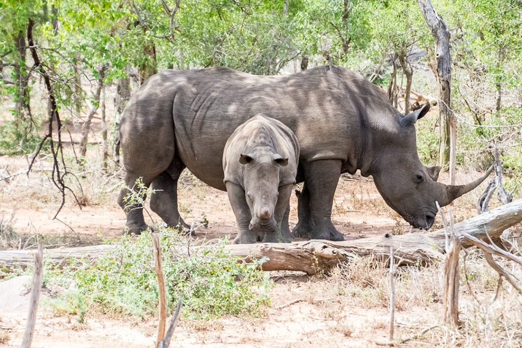 Interesting facts about Eswatini Swaziland white rhinos