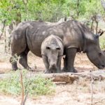 Interesting facts about Eswatini Swaziland white rhinos