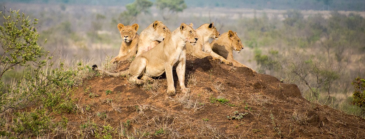 Manyeleti Game Reserve: our first safari in South Africa