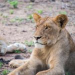 Manyeleti Game Reserve lions 1