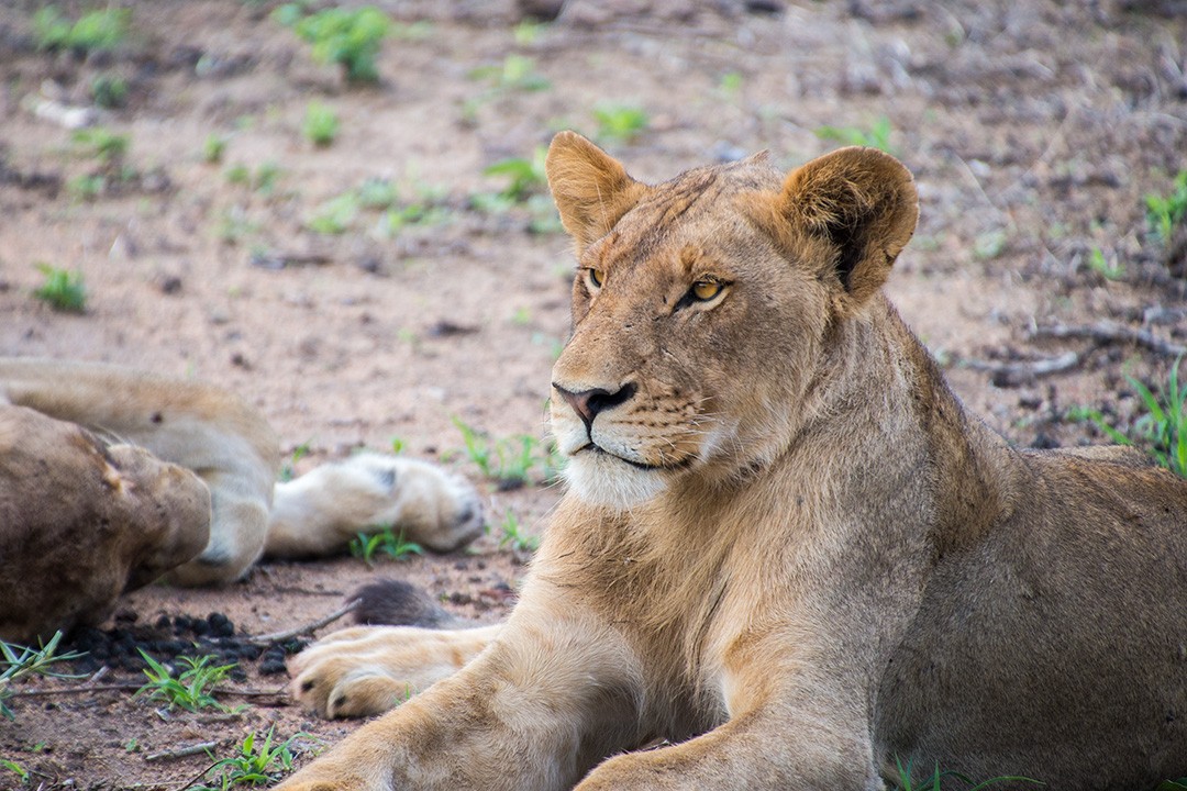 Manyeleti Game Reserve lions 1