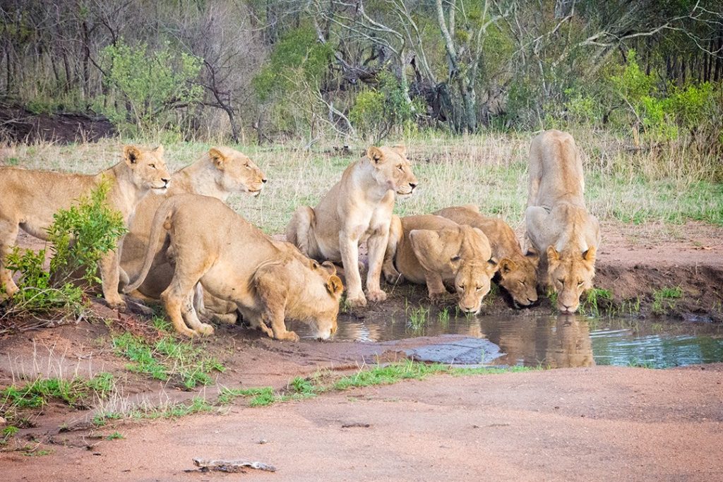 Lions drink from a pool at Manyeleti Game Reserve