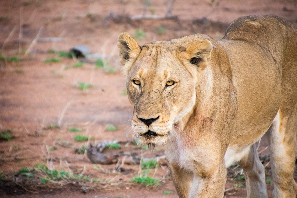 Big 5 sightings are common Kruger National Park as well as private game reserves in south africa