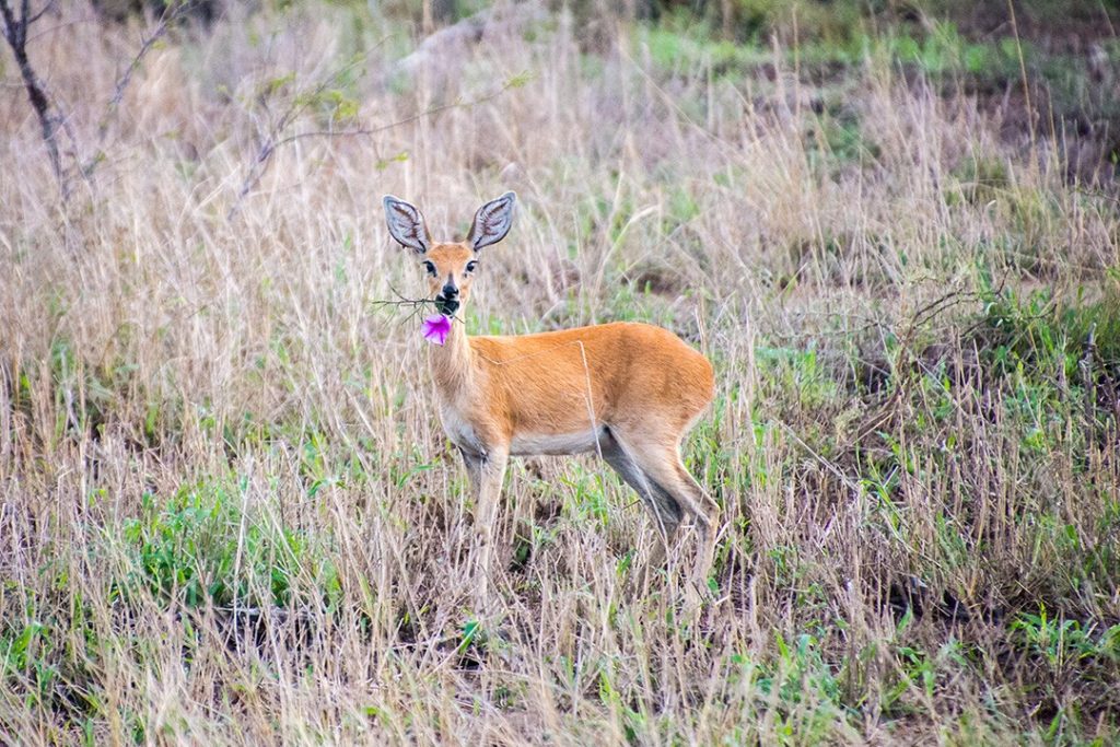 A startled antelope