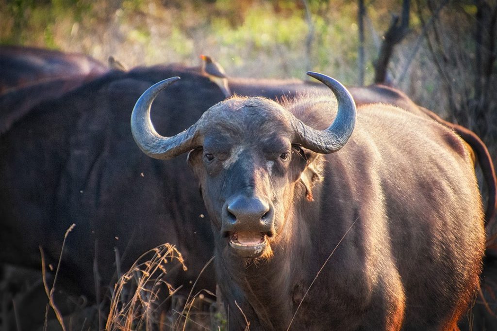 A buffalo stares at manyeleti game reserve