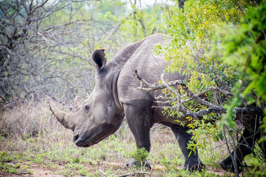 A solitary rhino (Atlas & Boots)