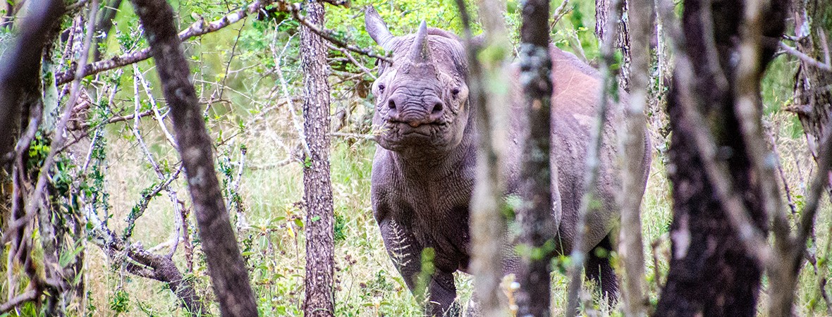things to do in eswatini swaziland lead image