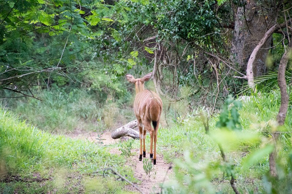 visiting eswatini: an antelope wanders by