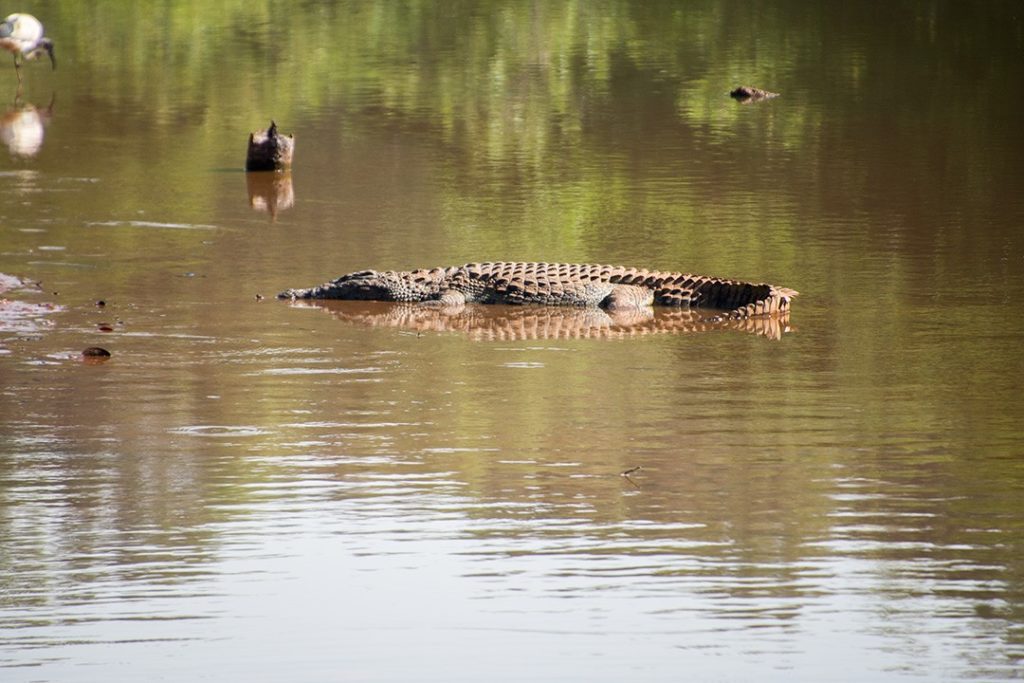 a croc in eswatini