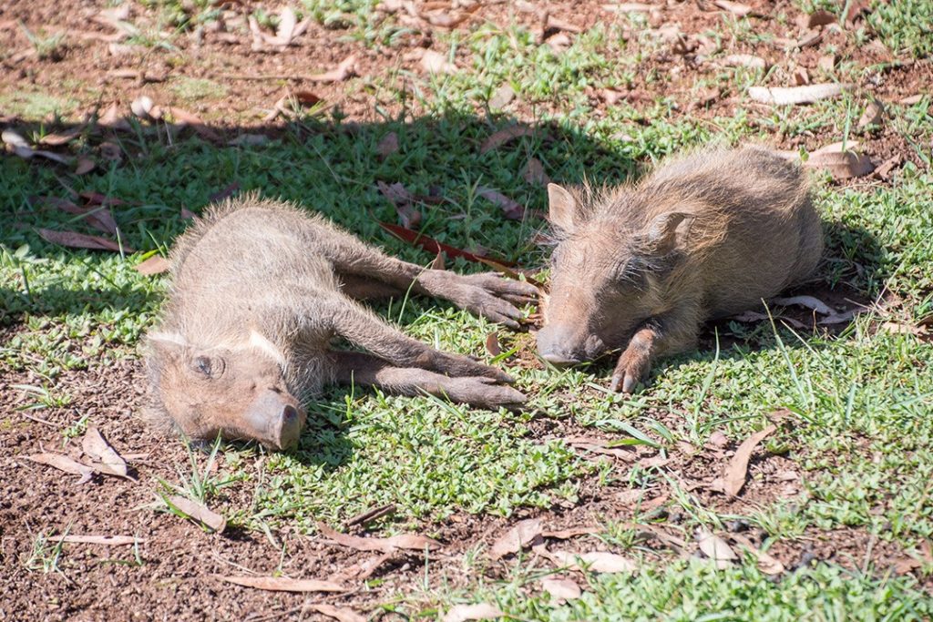 two warthogs lolling about outside