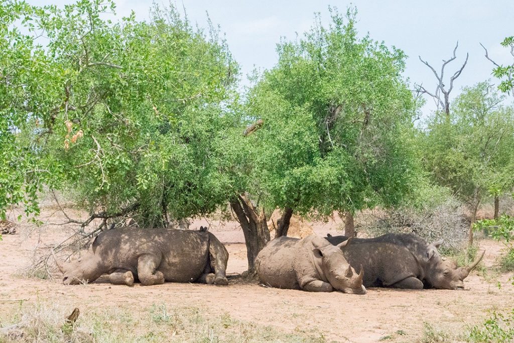 visiting eswatini is your best chance of seeing rhinos in africa