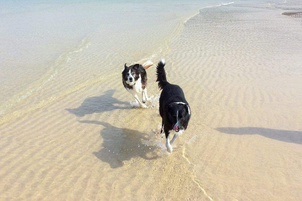 St Ives' beaches welcome dogs over winter