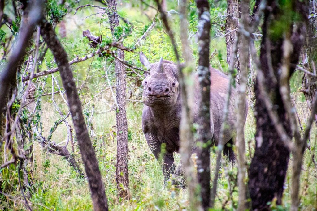 Mkhaya is one of the few places you can see black (pictured) and white rhinos