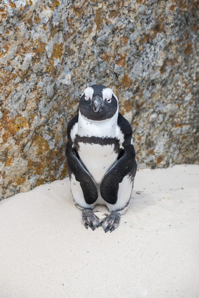 An Africa Penguin at Boulders Penguin Colony