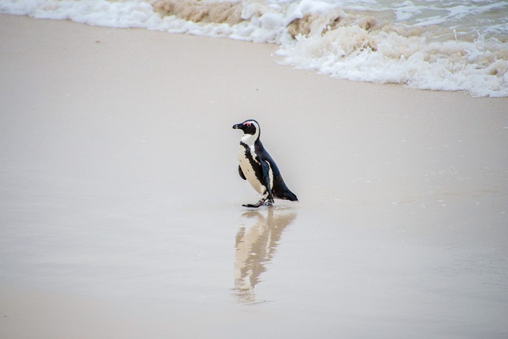 An African Penguin strolls along Boulders Beach