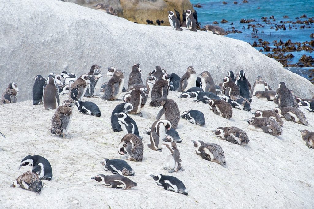 Penguins laze on the rock