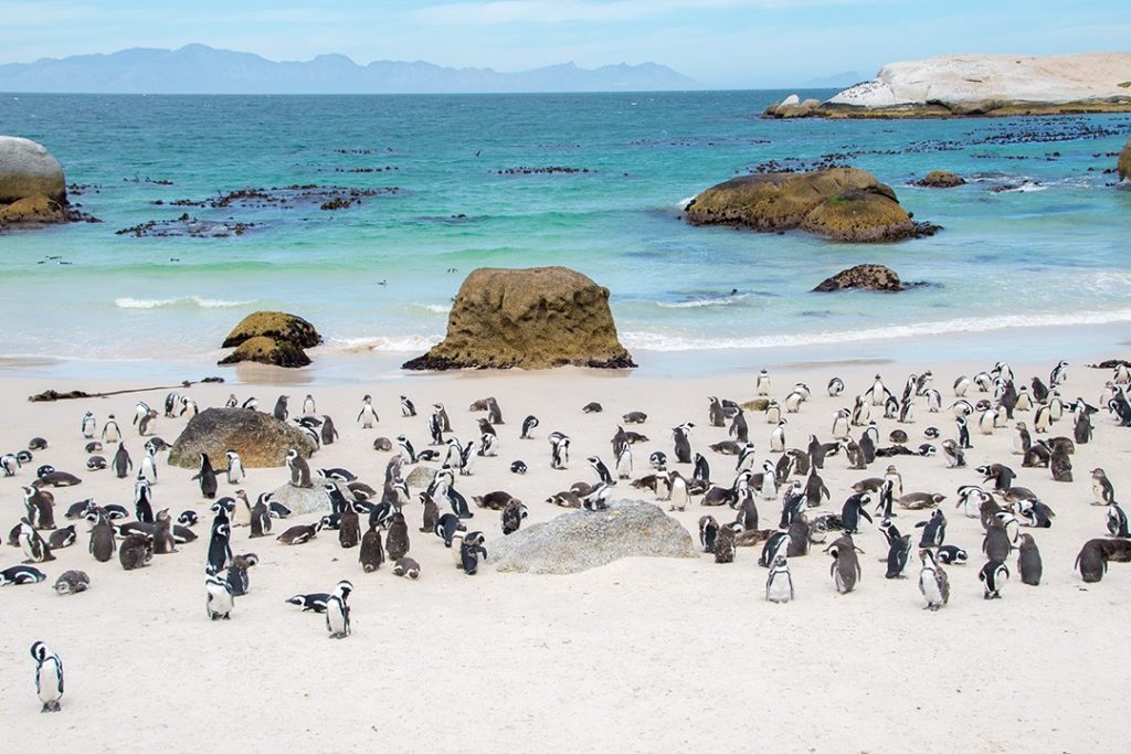 It's clear why tourists flock to Boulders Penguin Colony