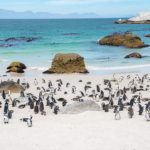 It's clear why tourists flock to Boulders Penguin Colony