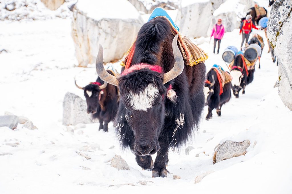 Yaks along the Everest base camp trek