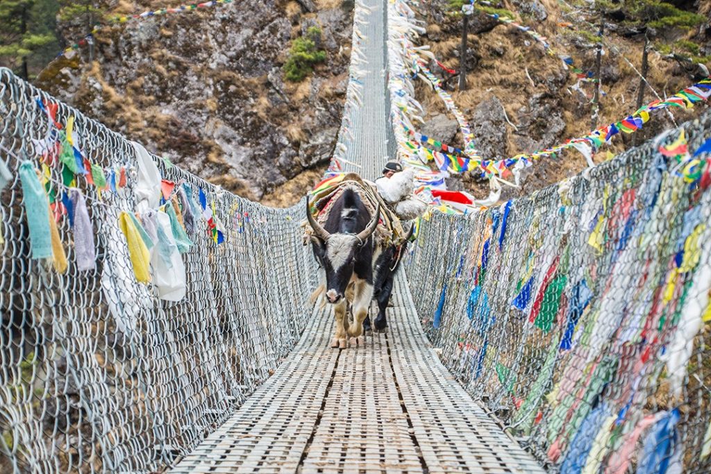 Yaks cross a suspensions bridge