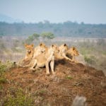 Manyeleti Game Reserve lions 6