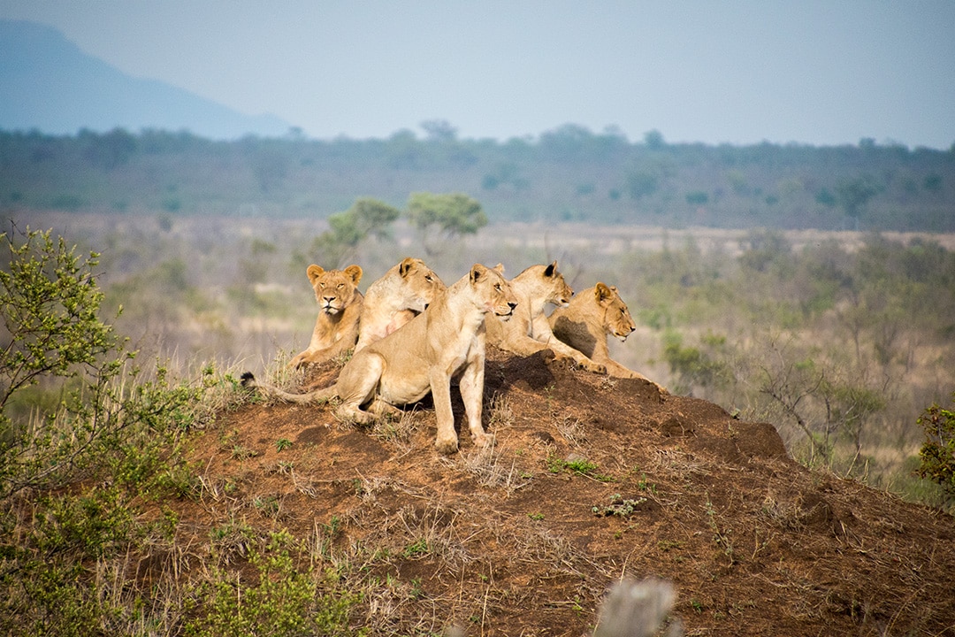 Manyeleti Game Reserve lions 6