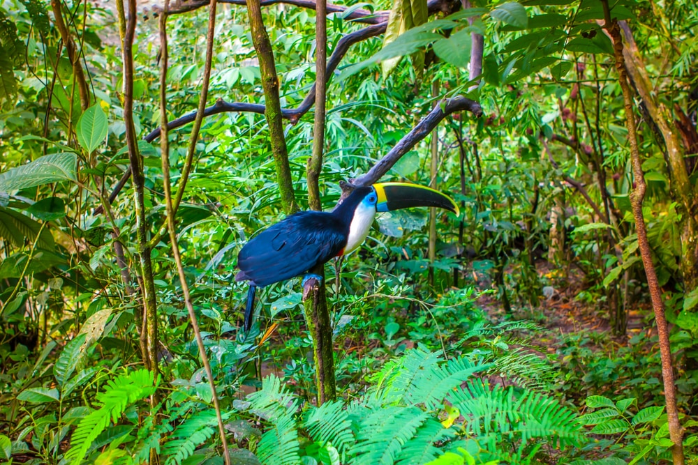 A toucan in the Ecuadorian jungle