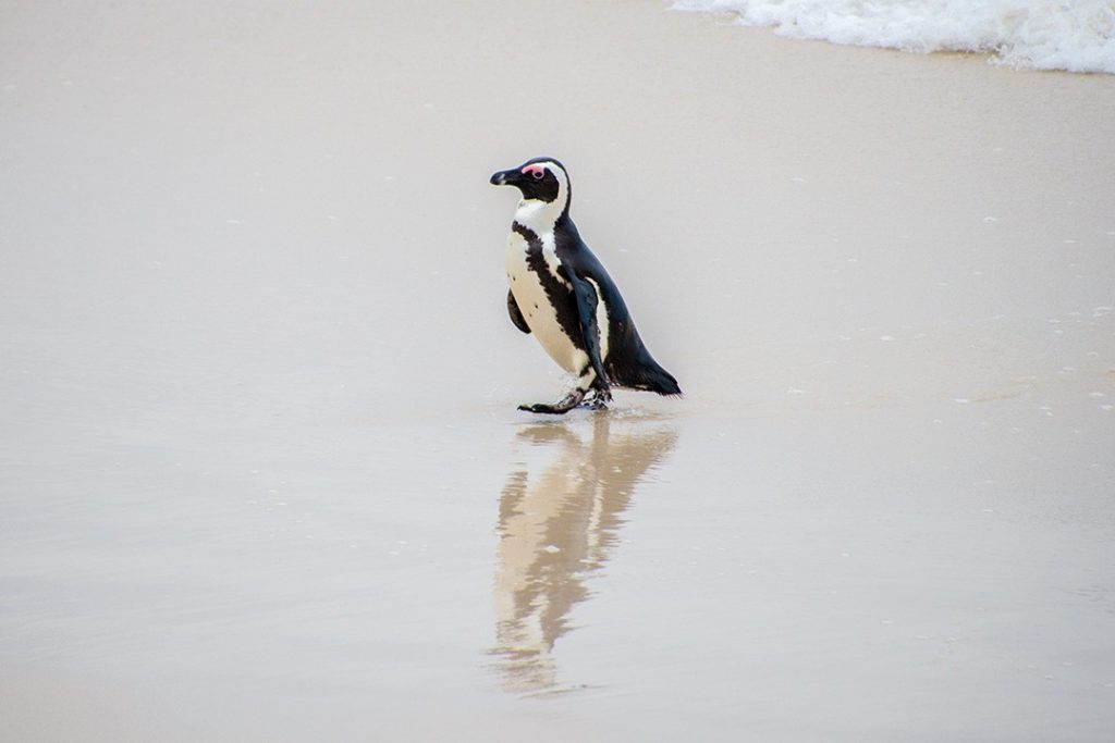 South Africa is home to the endangered African penguin