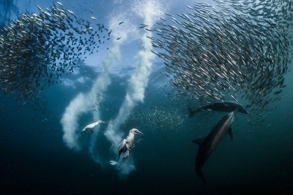 one of the most interesting facts about south africa is that the The sardine run is one of the biggest marine events on the planet