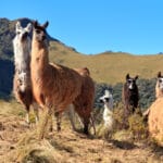 most interesting facts about Ecuador lead image alpacas