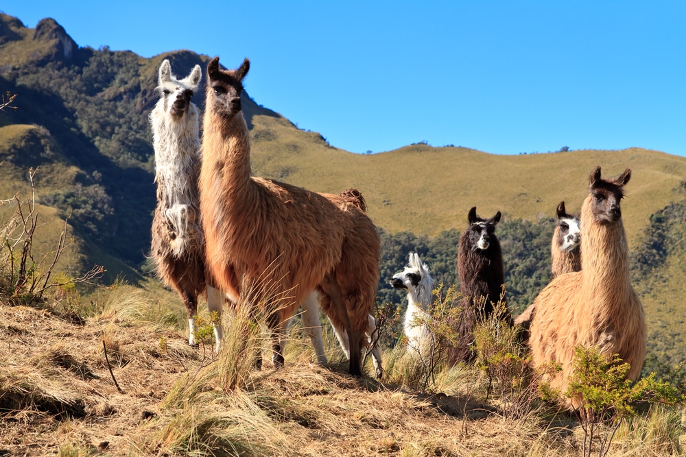 most interesting facts about Ecuador lead image alpacas