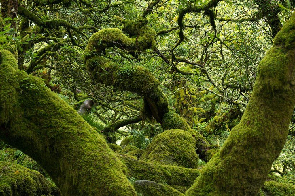 Wistman's Woods is one of the best hikes in Dartmoor National Park