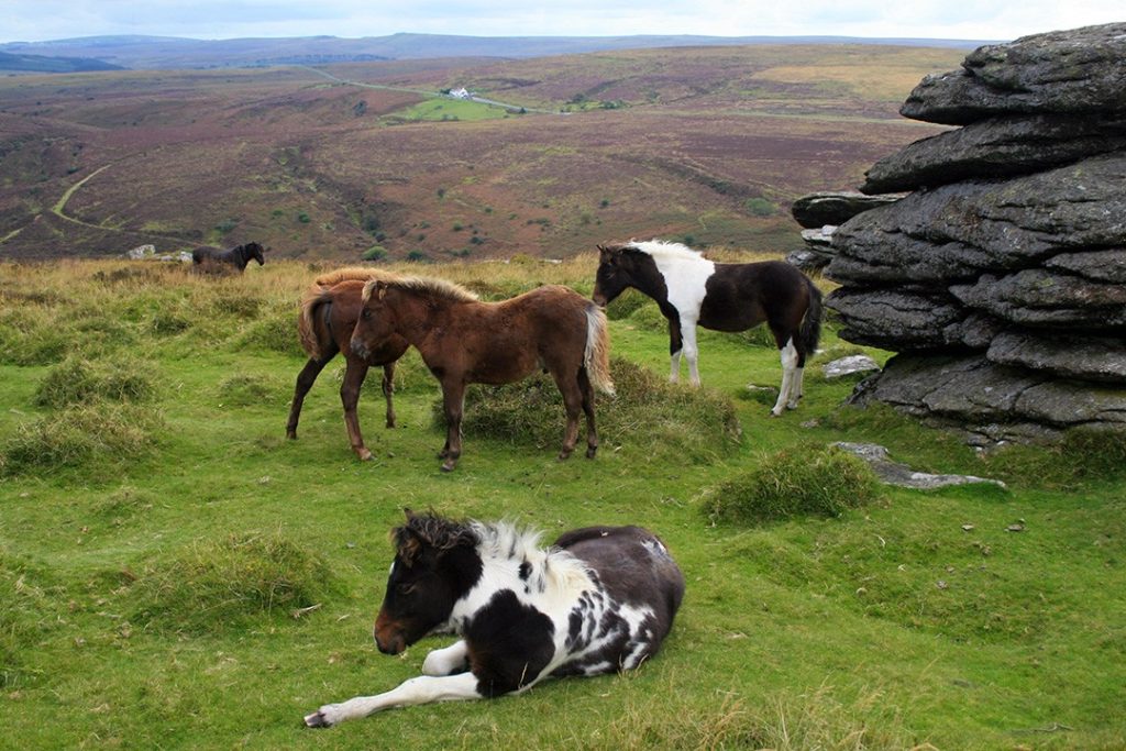 Horses live in groups: quit horse riding