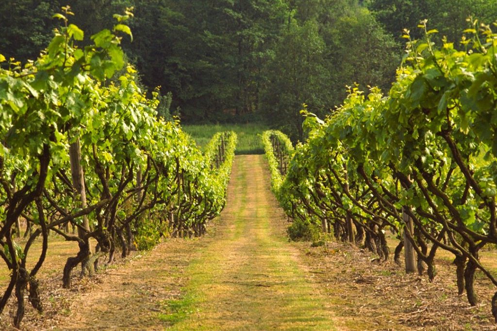 Biddenden Vineyards in Kent