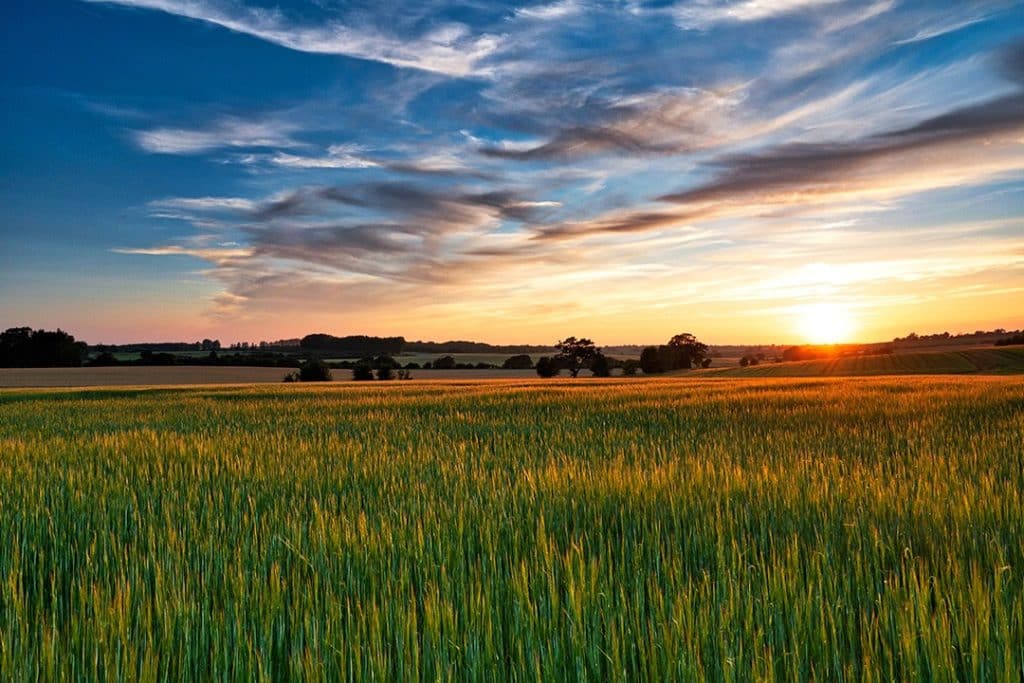 Suffolk crop fields