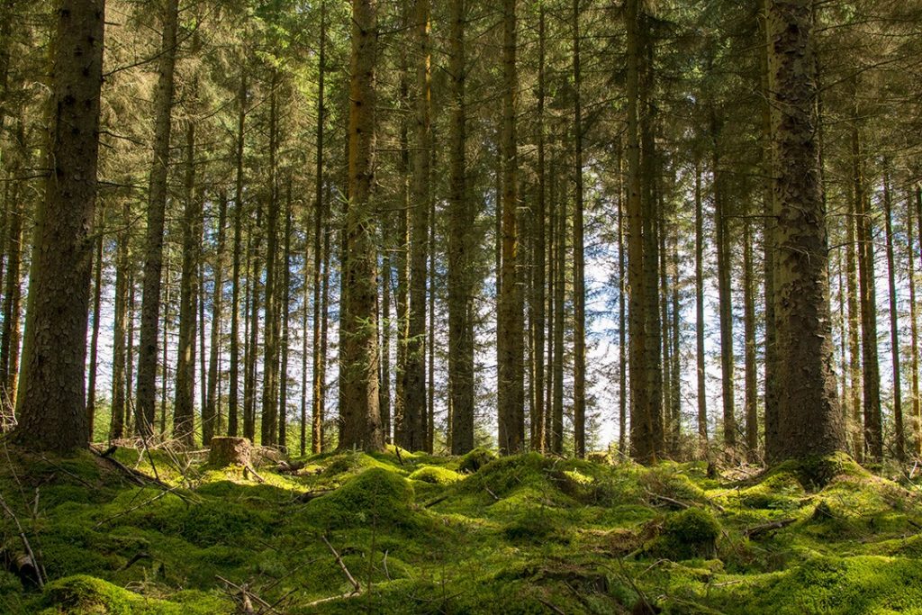 Kielder Forest in Northumberland is a great outdoor destination in Britain