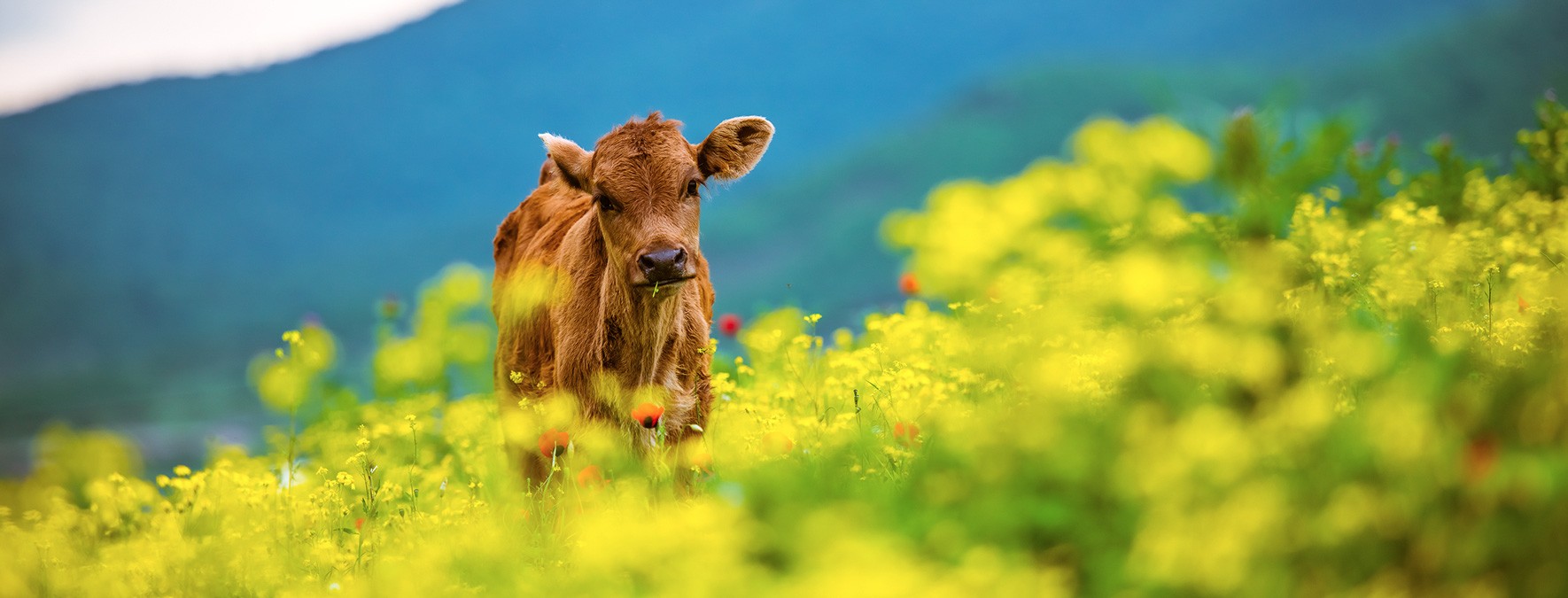 Countries that eat the most meat Atlas & Boots