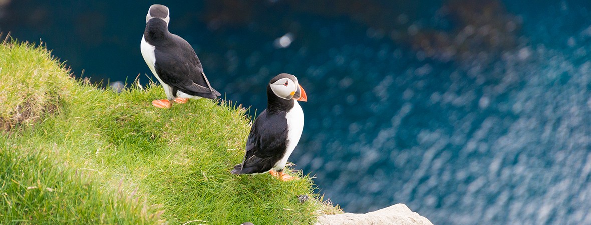 In search of puffins in Mykines, Faroe Islands