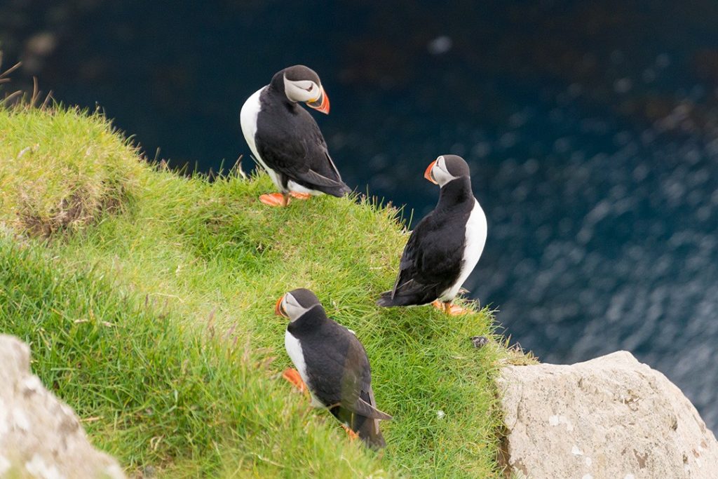 puffins relax on Mykines, Faroe Islands