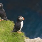 puffins arguing on Mykines, Faroe Islands