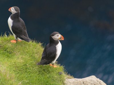 puffins arguing on Mykines, Faroe Islands